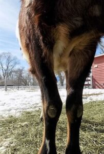 Hoof and Leg Issues in Pack Goats Image